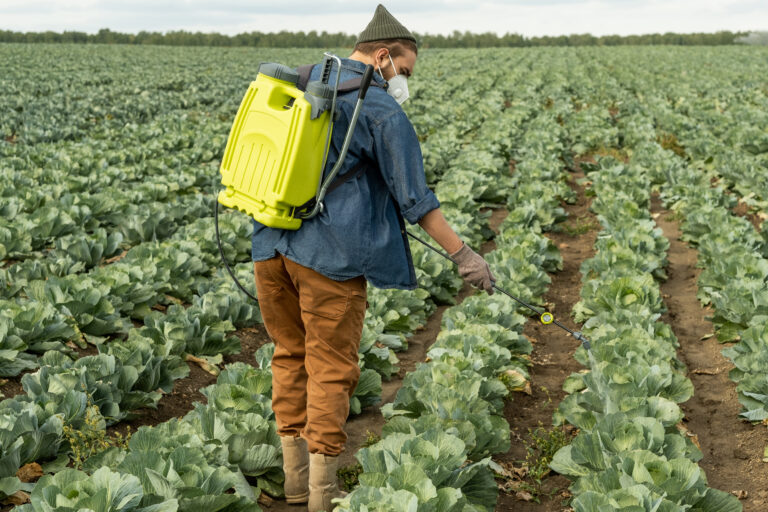 Injecting Fertilizer In Cabbage Field Rear view of agriculture specialist in mask using pressure sprayer while injecting fertilizer in cabbage field